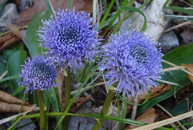 Globularia nudicaulis
